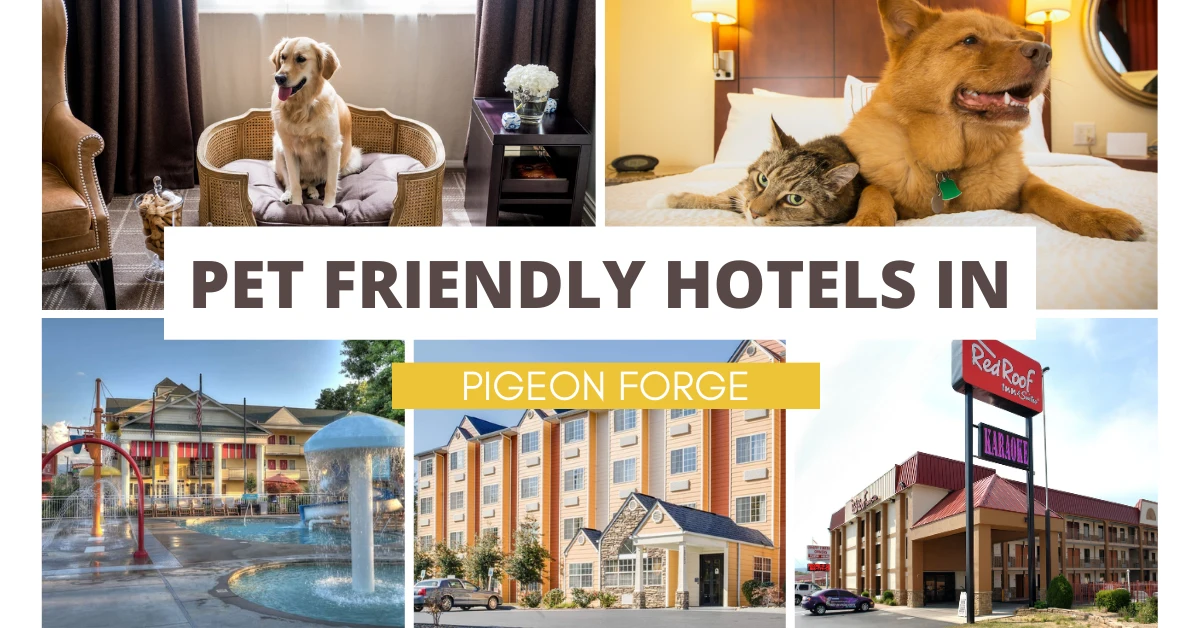 10 Pet Friendly Hotels in Pigeon Forge Your Furry Friend Will Love