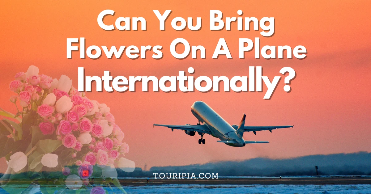 Can-You-Bring-Flowers-On-A-Plane-Internationally-And-How-1200-x-628-px.webp