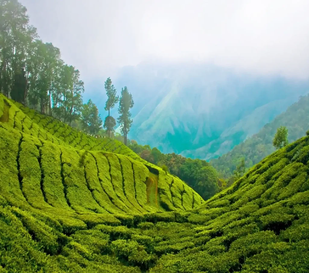 A lush green tea plantation on rolling hills stretches into the distance. Tall trees and misty mountains are seen in the background under a partly cloudy sky, creating a serene and tranquil landscape.