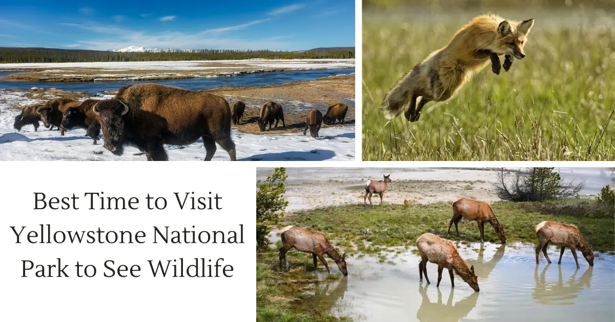 Best-Time-to-Visit-Yellowstone-National-Park-to-See-Wildlife.webp