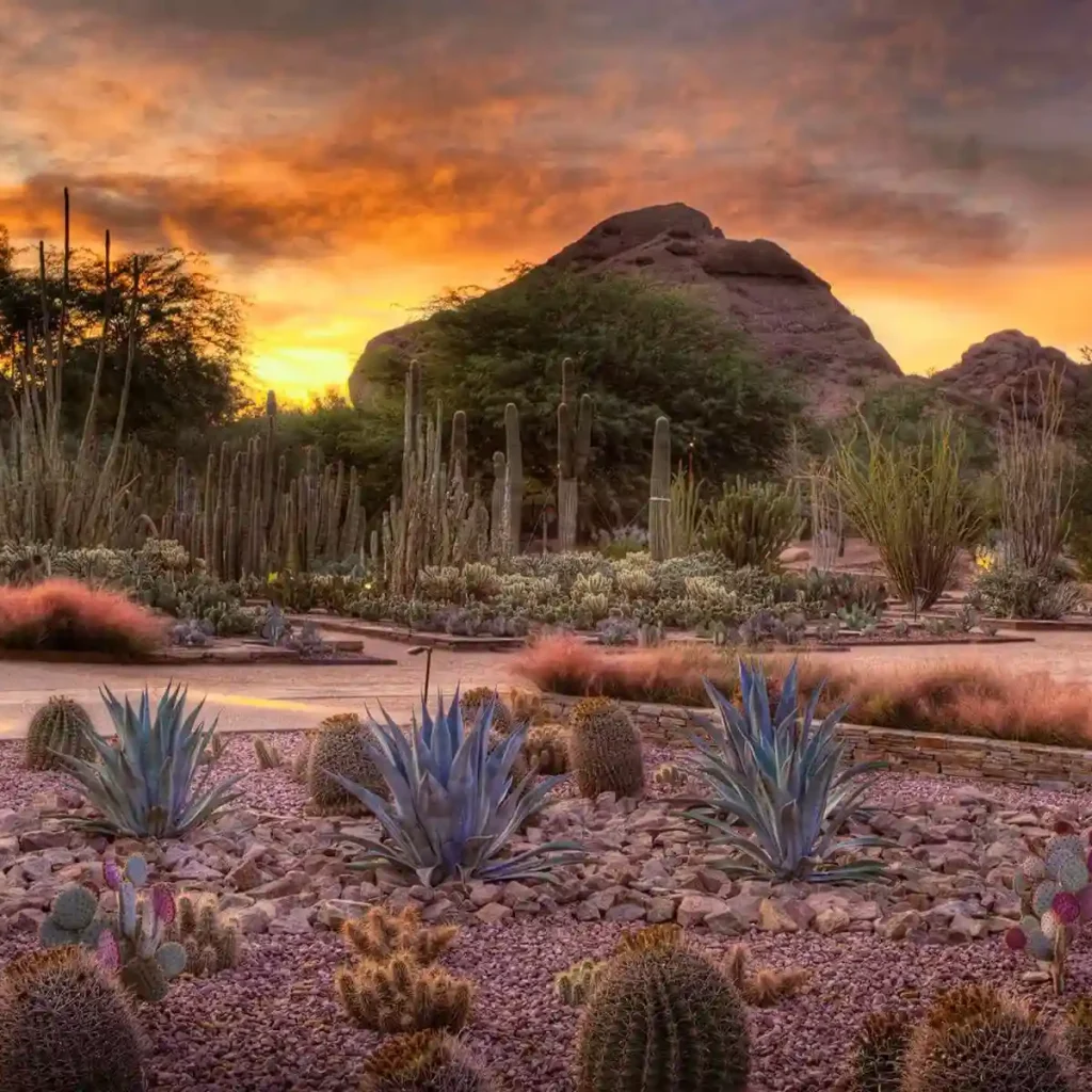 Desert Botanical Garden