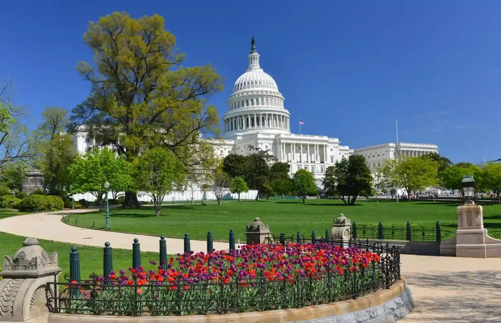 The image shows the United States Capitol building in Washington, D.C., under a clear blue sky. In the foreground, there is a flower bed with colorful tulips, a fenced garden area, and a paved walkway surrounded by lush green trees and grass.