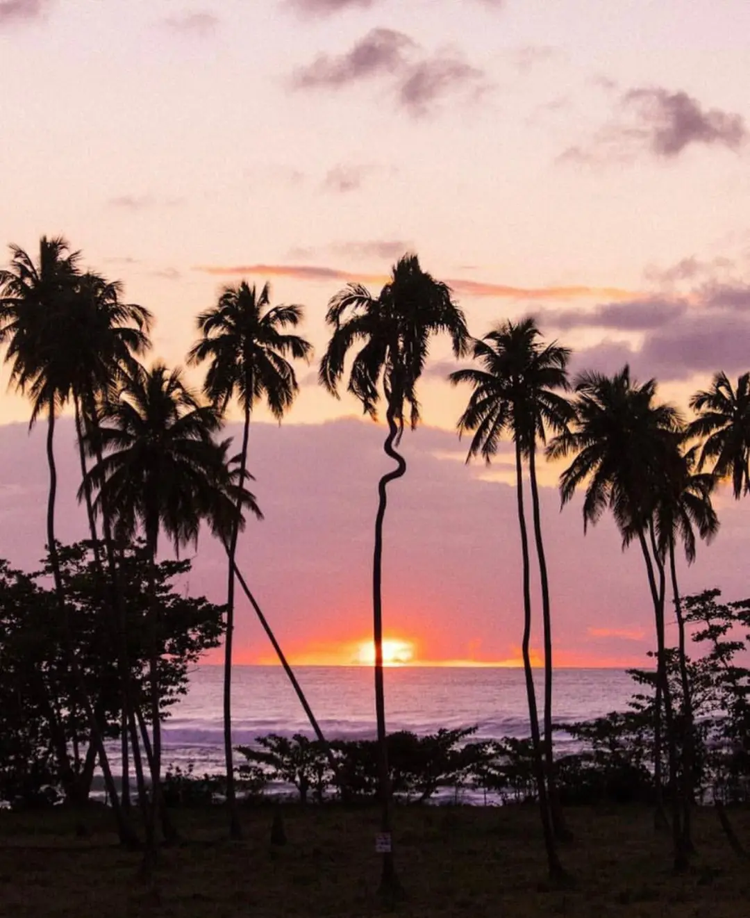 A tropical beach in Puerto Rico at sunset with the sun partially visible on the horizon. Silhouetted palm trees are scattered along the shore, with a uniquely twisted palm tree in the center of the scene. The sky is a mix of pink, purple, and orange hues with scattered clouds.