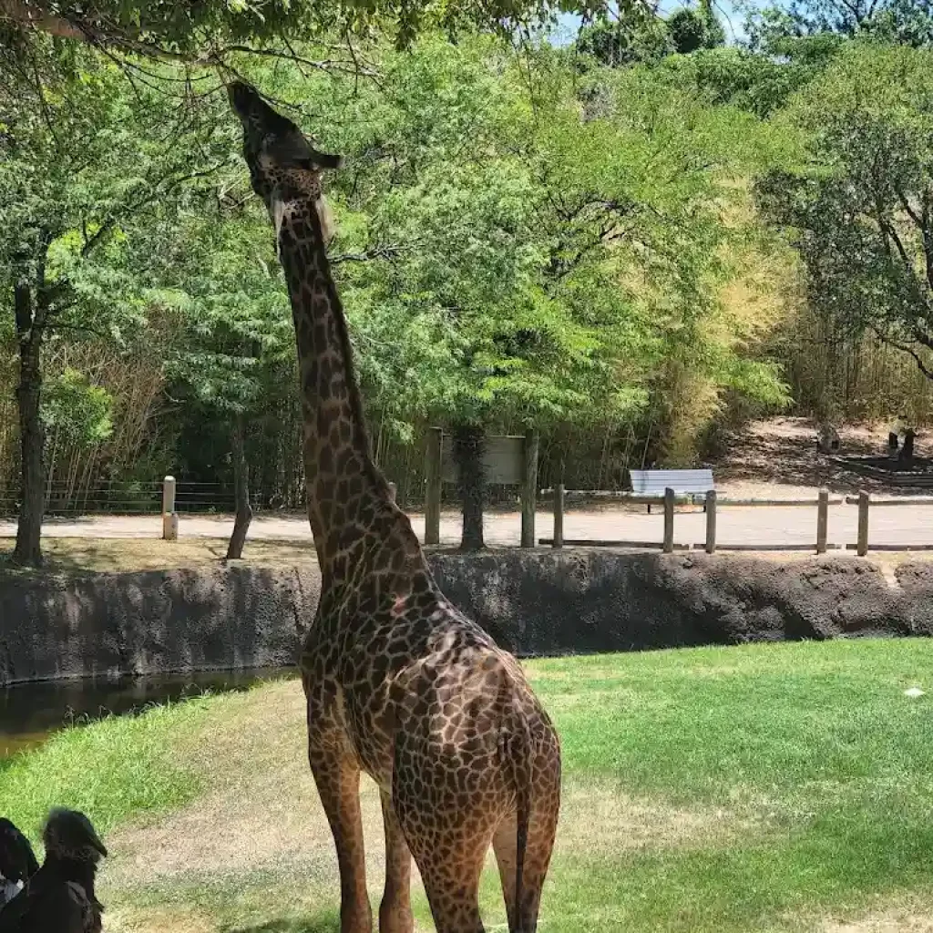 Cameron Park Zoo 1